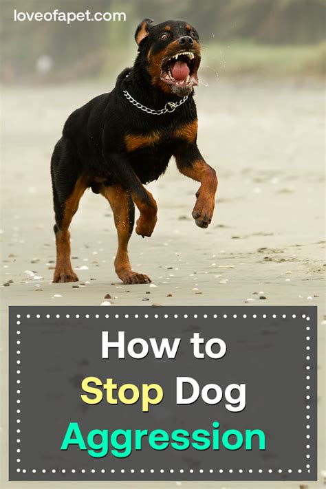 How To Stop Dog Aggression 5 Ways Love Of A Pet Aggressive Dog