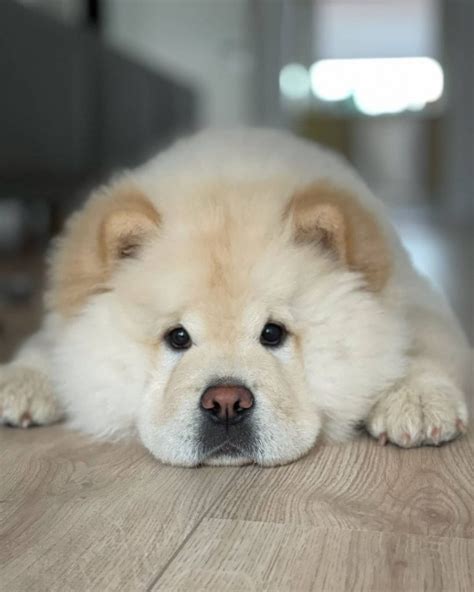 How Much Does A Chow Chow Cost Puppy Price And Expenses