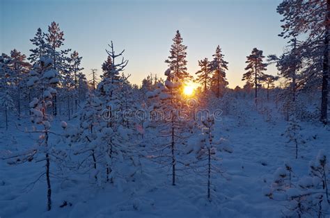 Winter Snowy Forest At Sunset Stock Image Image Of