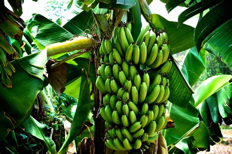 Maybe you would like to learn more about one of these? tally me banana!! | Banana, Banana tree, Fruit