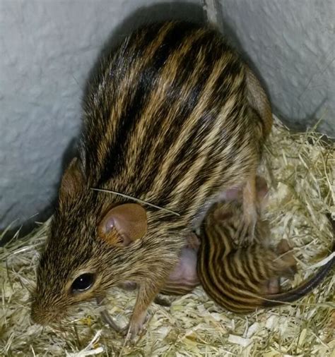Grizzy und die lemminge entdecken ein seltsames tor zu einer parallelwelt. Nagetiere - Lemminge Tieranzeigen