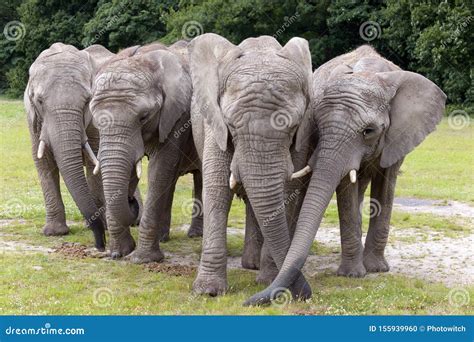Herd Of Four Elephants Stock Photo Image Of Approaching 155939960