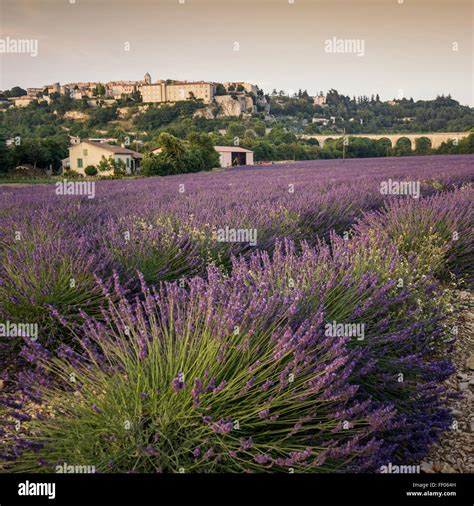 Lavender Fields Sault Region Provence Hi Res Stock Photography And