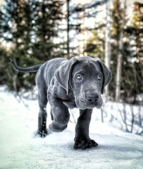 Morgan is the most popular name for girls in the uk and the us as well as boys in the uk. 20+ Cool Female Great Dane Dog Names - PupsToday