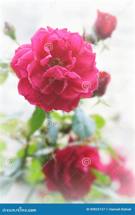 Bright Pink Fuchsia Roses Stock Image Image Of Roses 89825137
