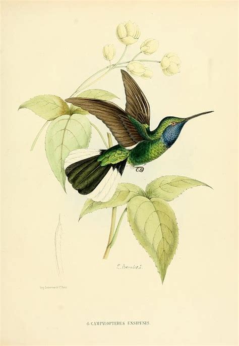 Histoire Naturelle Des Oiseaux Mouches Ou Colibris Wikimedia