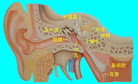瞑想実践の科学 8 呼吸つながりの発見 ( 宗教 ) - 脳と心とブッダ ...