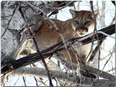 Doubts About Reported Cougar Sighting