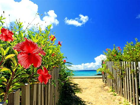 1920x1080px 1080p Free Download Hibiscus Beach Flower Path Summer