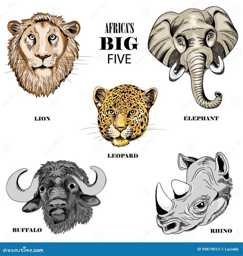 African Big Five Coloring Pages