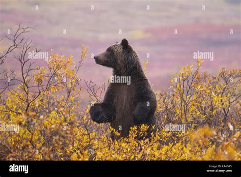 Grizzly Bear Standing Upright Amongst Colorful Autumn Foliage Denali