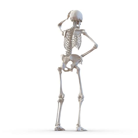 Human Female Skeleton Rigged 3d Model 3d Model 169 Max Free3d