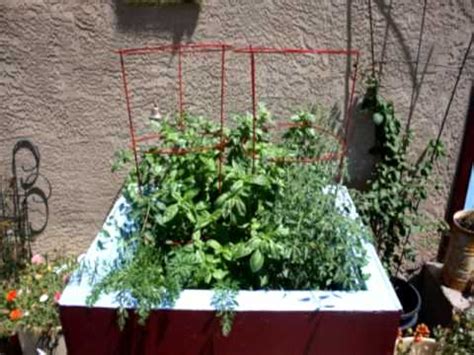Twisted and distorted leaves, often with a much reduced leaf area. leaves my tomato plant curling - YouTube