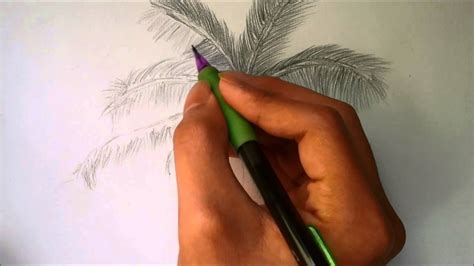 In this step start drawing the upper part, for this step draw 5 lines from the trunk in different directions. How To Draw a palm tree - YouTube