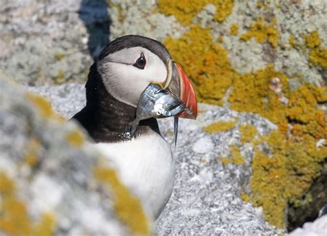 Why Maines Baby Puffins Are Growing So Slowly This Year Audubon