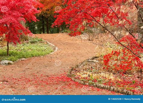 Path And Japanese Maples Stock Photo Image Of Fall Path 14602538