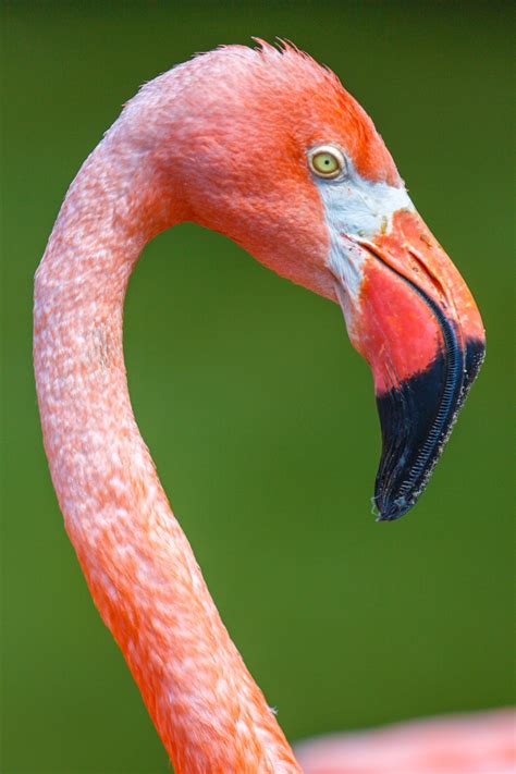 Flamingo Bird Head Free Stock Photo Public Domain Pictures