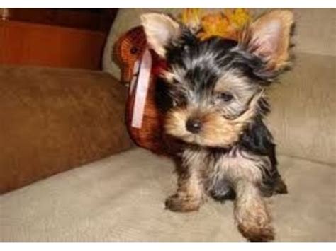 Hide this posting restore restore this posting. yorkie puppies for sale - Animals - Baton Rouge - Louisiana - announcement-35422