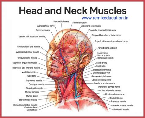 Learn everything about the neck anatomy with this topic page. Head and neck muscles in 2020 | Muscular system anatomy, Muscular system, Facial muscles anatomy