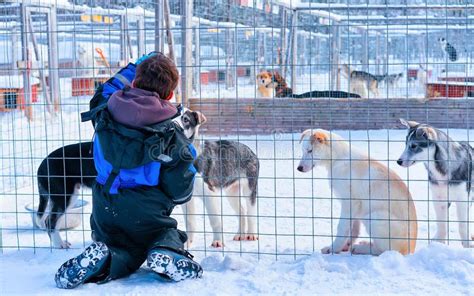 Child Playing Husky Dog Puppies In Finland In Lapland In Winter Stock