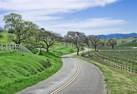 Country Road And Oak Stock Image Image Of Quiet Road 8904795