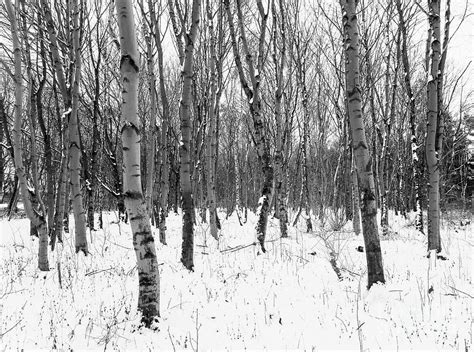 Trees In Winter Snow Black And White Photograph By Joseph Gaul Pixels