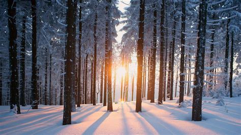 Winter Snow Forest Wallpapers Wallpaper Cave