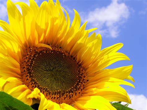 1 Best Ideas For Coloring Free Images Of Sunflowers
