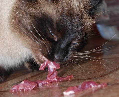 Raw cat food recipes & tools. How to Transition Your Cat to a Raw Food Diet | Raw cat ...