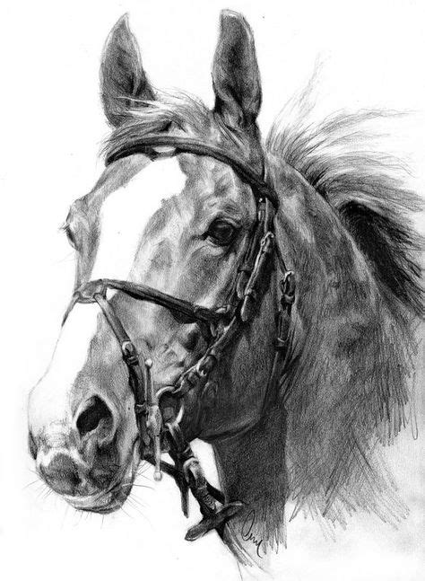 250 Pencil Drawings Of Horses Ideas Horses Drawings Horse Drawings