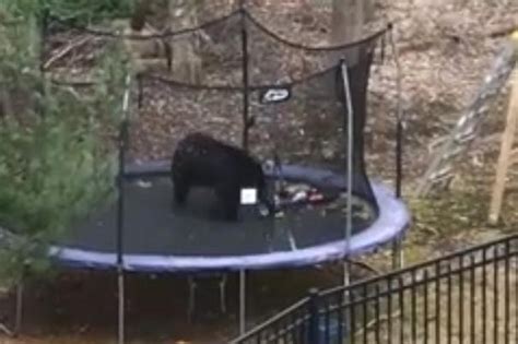 Watch Bear Visits Connecticut Back Yard Plays On Trampoline