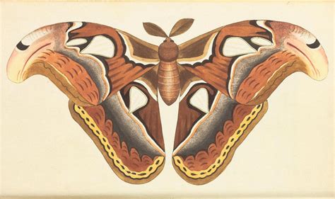 Remodelaholic 25 Free Butterflies And Moths Vintage Printable Images