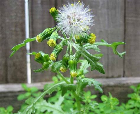 Quiz On Annual Garden Weeds Recognition And Identification