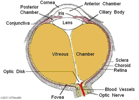 Neuroanatomy Online Lab 8 ƒ7 Visual System Gross Anatomy Of The Eye