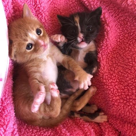 Kitten Brother And Sister Keep Each Other Alive Until They Are Saved