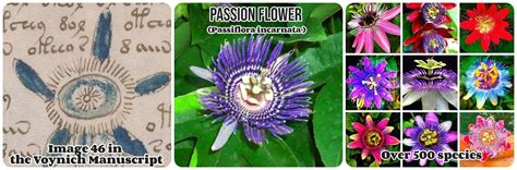 Passion Flower Passiflora Incarnata First Used By Native Americans And The Aztecs Of Mexico