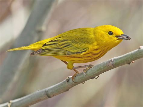 Yellow Birds In Michigan Of The Decade Unlock More Insights