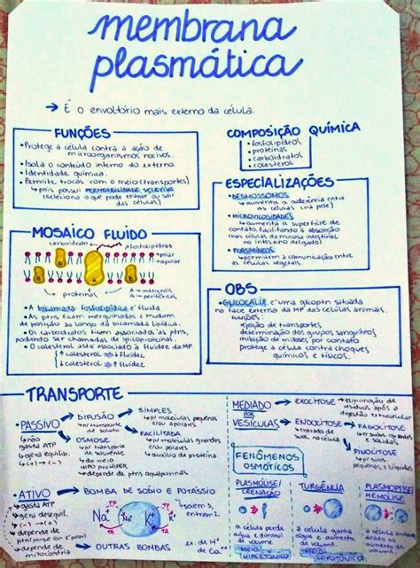 Mapa Mental Membrana Plasmatica Baixe Gratis Em Pdf Images