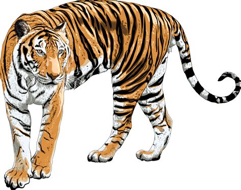 Tiger Drawing Transparency Background Animal Object 8469631 Png