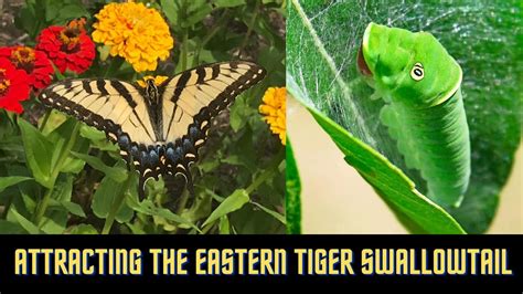 Attracting The Eastern Tiger Swallowtail Butterfly To Your Garden YouTube