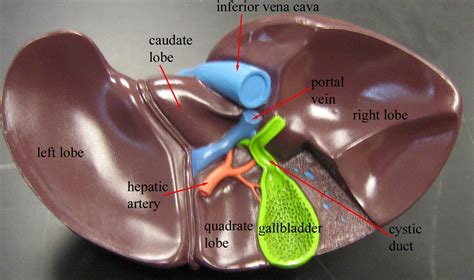 Anatomy Models Labeled Dorena Rode Anatomy Open Lab Digestive