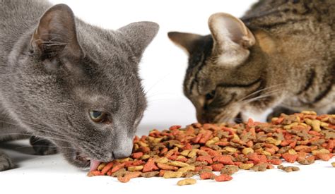 Some cat owner said their cat loving their food throughout her pregnancy. Best Dry Cat Food in 2019 - Dry Cat Food Reviews and Ratings