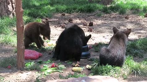 Bear Cubs Fight Over Food Youtube