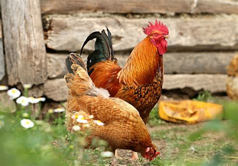 Free Photo Cock Chicken Village Yard Free Image On Pixabay 1508585