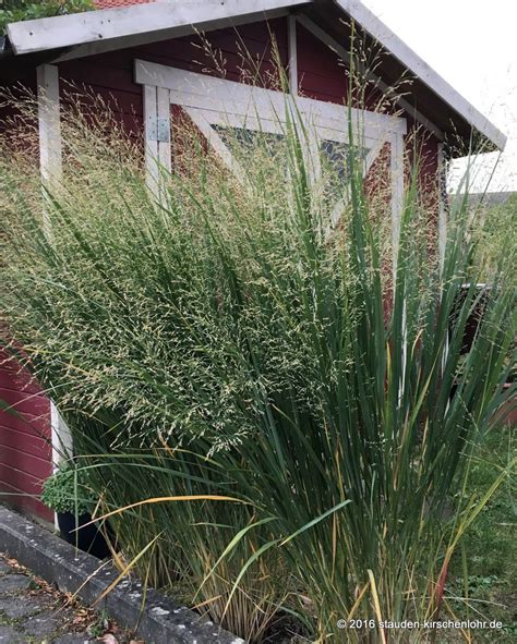 There can be two or the weeks difference in the start and end of the horticultural 'season' between the north and south of the uk. Panicum virgatum 'Northwind'