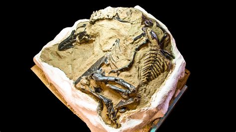 Are Dinosaur Fossils ‘minerals The Montana Supreme Court Will Decide