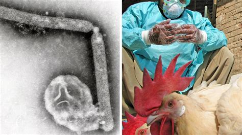 H5n1 Vogelgrippe Virus In Mehr Menschen Als Gedacht Welt