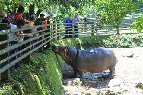 Zoologico Furesael Salvador Fotografia Laura Monroy Hippopotamus