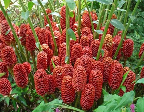 Red Tropical Beehive Ginger Plants In The Yard Growing Beehive Ginger
