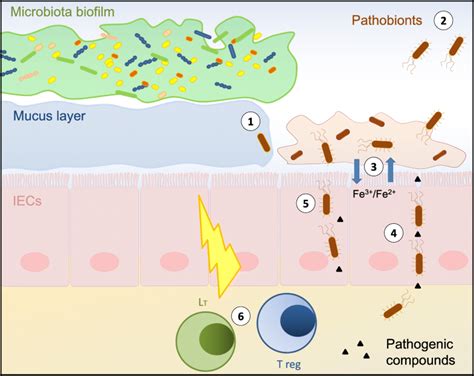 Pathobiont Release From Dysbiotic Gut Microbiota Biofilms In Intestinal